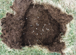 Lawn care for grubs and other lawn pests by Meehan's Turf Care