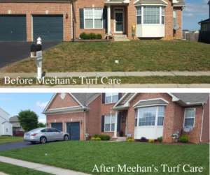 Lawn before and after Meehan's Turf Care in Hagerstown, MD